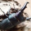 昆虫(採集・飼育)で副業する