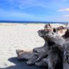 流木や苔、薪、石を拾って”自然の恵みをお金に換える”副業