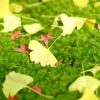 苔を拾って年間売上3000万円稼ぐツワモノも!苔ビジネスとは?