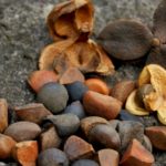 作物のタネ(固定種・在来種)販売を副業(複業)にする